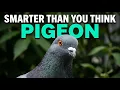 It s Smarter Than You Think Everything About Pigeons