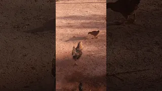 دجاجه تهاجم فرخ 