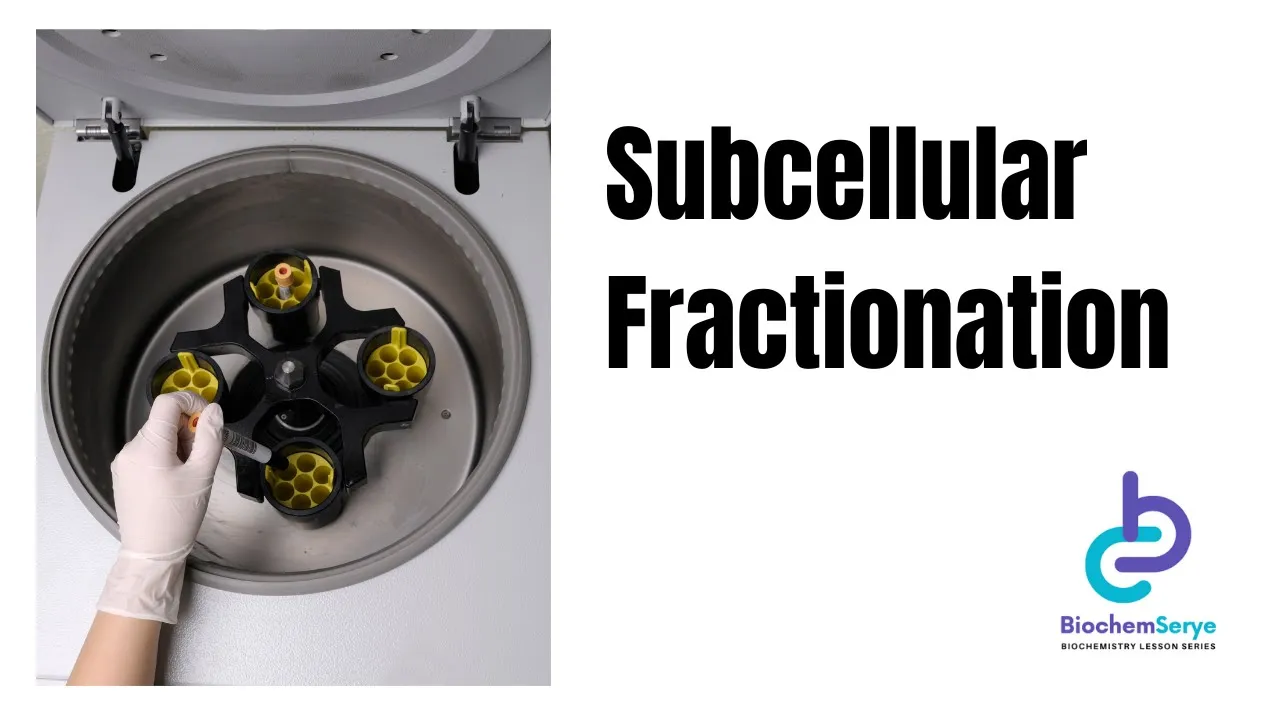 Subcellular Fractionation / Cell Fractionation - Biochemistry