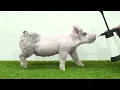 Flatland Showpigs XG 12-6