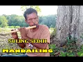 SULING SEDIH Mandailing DI TENGAH SAWAH