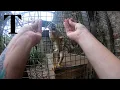 Magic trick only fools monkeys with opposable thumbs
