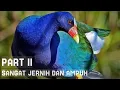 Download Lagu 🔴Suara Pikat Burung Mandar Biru Palung Jantan Betina Kombinasi Mandar Sawah Jernih Sangat Ampuh‼️