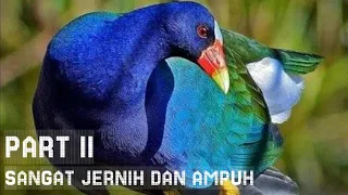 suara pikat burung mandar biru palung jantan betina kombinasi mandar sawah jernih sangat ampuh