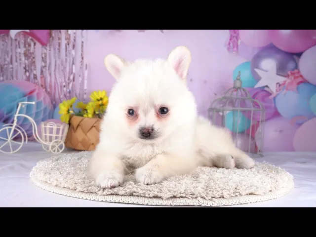 動画