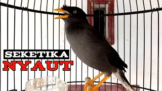 seketika nyaut dan emosi jalak kebo manapun dengar suara pancingan jalak kebo ini jalak kebo gacor