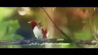 ياطفلي المحبوب باسم الكربلائي قصائد افراح شعبان 