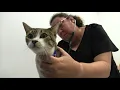 Emancipet Central Austin Branch