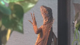 Burglary at Killeen pet store puts exotic animals at risk causes 3K in damages