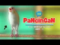 Kenari GACOR !!! Suara PANCINGAN Kenari PAUD Belajar BUNYI Ngeriwik | MASTERAN Kenari PAUD #497