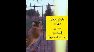 Le Chant Du Chardonneret تغريد مقنين خلوي قادوسي صالح للتحفيظ 