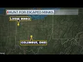 Thousands of minks released in Van Wert Count