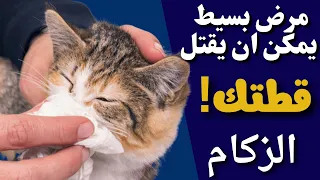 Symptoms Of A Cold In Cats And Its Treatment At Home A Simple Disease That Can Kill Your Cat 