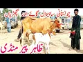 Download Lagu Cholistani Sahiwal Cow And Hiefers | Zahir pir Cow Mandi || Global Village Farming 