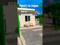 Download Lagu #Captain_enclave_dadu_Dayal_Nagar_Mansarovar #jaipur #plot #pink #pinkcity #wtpjaipur #plotforsale