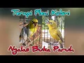 Download Lagu Terapi Pleci Koloni Cepat Ngalas Buka Paruh #terapipleci #pcmi #pleci #plecigacor #burung #birds 