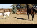 Mini donkey and horse meeting