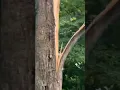 Powerful Maine storm takes down multiple trees utility poles in Cape Elizabeth