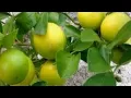 Download Lagu Lemon Tree🍋no copyright