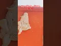 Download Lagu Ayodhya Nageshwar nath mandir ayodhya nagari Ram janma bhumi...#short #youtubeshorts #shreeram