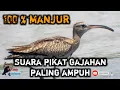 Download Lagu SUARA PIKATAN BURUNG GAJAHAN PALING AMPUH MP3
