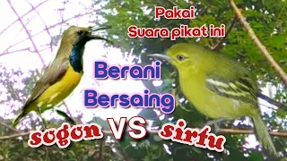 suara pikat sogon vs sirtu ribut ngekrek