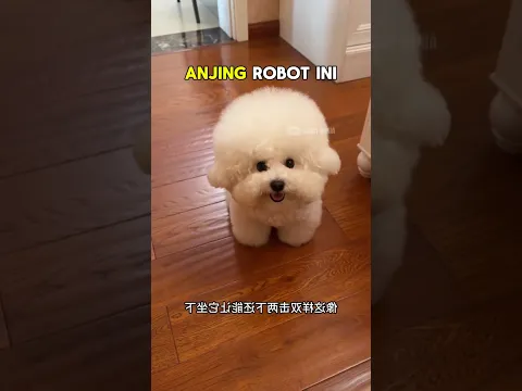 Anjing Robot yang Menakjubkan