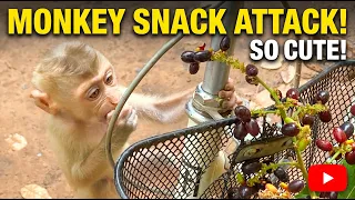 Babies Monkey Playing with friends So Happy            #monkey #icy #animals #cute #bea3 #funny