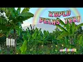 Download Lagu KOPLO PELAS TERI - Reza NovitaSari II FULL BASS