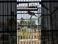 masteran robin betina gacor full isian#robinbetina#masteranburung #masteranburungjuara #kicaumania