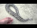 Chrome Head Sumatran Short Tail python