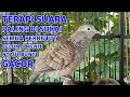 Lagu Perkutut Lokal Gacor Suara Super Kristal - Pancingan Malas Bunyi  (99%AMPUH BANGET)