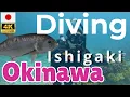 Download Lagu 🇯🇵 [4K]  Okinawa, Japan: Diving and Yaima Village on Ishigaki Island
