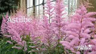 Should an Astilbe Live in Sun or Shade Astilbes at The Pavilion Cork