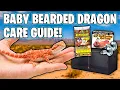 Baby Bearded Dragon Care Guide - How To Take Care of a Bearded Dragon