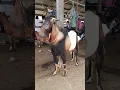 Download Lagu Suara Kambing, Kambing Mbek, Kambing Lucu, Kambing Jawa Randu Super #kambing #goat  #short