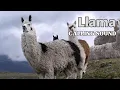 Download Lagu Llama Calling Sound