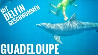 DAS Abenteuer auf unserer Segelreise!!! Karibik Segeln: Schnorcheln in Guadeloupe|| Sailing 7seas#34