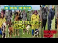 10 Stud Dog Available For Stud Service Bulldog Pug Boxer French Bulldog Lab Gsd Cocker Pets Plaza