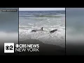 shows crowd push shark in distress back into water at Rockaway Beach