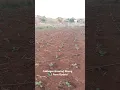 Download Lagu Cabbages Growing Strong 🥬 | Farm Update #CabbageFarming #farmingsouthafrica #farmer