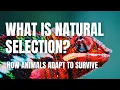 What is Natural Selection Middle School Life Science