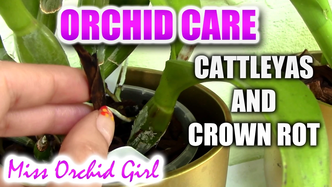 CATTLEYA ORCHID SOFT SPOT BEWARE OF CROWN ROT!