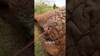 إطلاق رصاصة على فيل لكن    دندنها