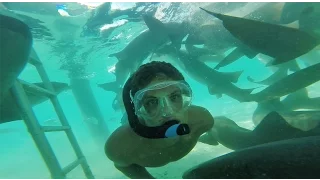 GOPRO SWIMMING WITH SHARKS
