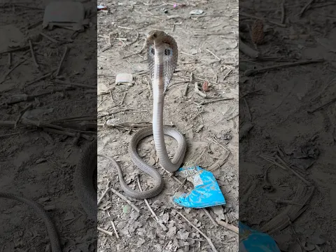 MERE MUNNE BHOOL NA JANA TU APNA FARJ NIBHANA 😯 #snakevideo ​@chitransh_Bhai2.0 ⁠ #shorts