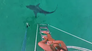 Ep.249 Shark Feeding