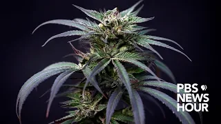 Download Does marijuana hurt or help your brain Scientists rush to study the drug's impact | Marijuana MP3