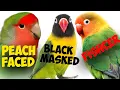 Download Lagu Lovebird Mana yang Terbaik untuk Anda?! | 3 Subspesies Lovebird Teratas. || (Pembaruan Parrot Mansion)