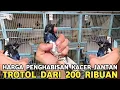 Download Lagu JUAL PENGHABISAN KACER TROTOL JANTAN DARI 200 RIBUAN DI PASAR BURUNG PRAMUKA 